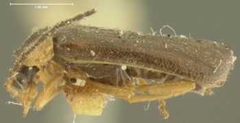 Media type: image;   Entomology 3387 Aspect: habitus lateral view